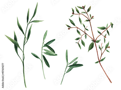 Watercolour clipart with herbs and twigs