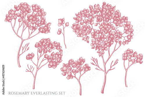 Vector set of hand drawn pastel rosemary everlasting