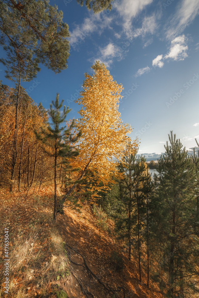 autumn in the forest autumn in the forest