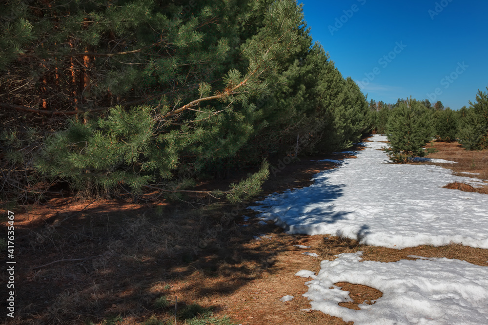 Naklejka premium river in the forest