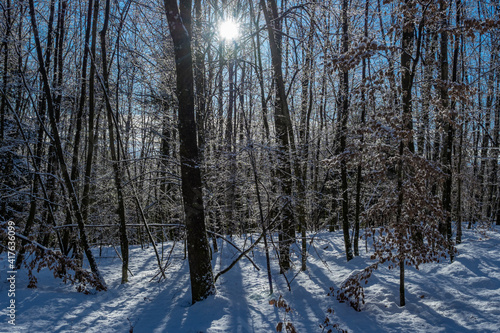 Beautiful snowy winter forest in the sunlight