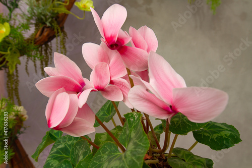 cyclamen spring flowers on a beautiful background
