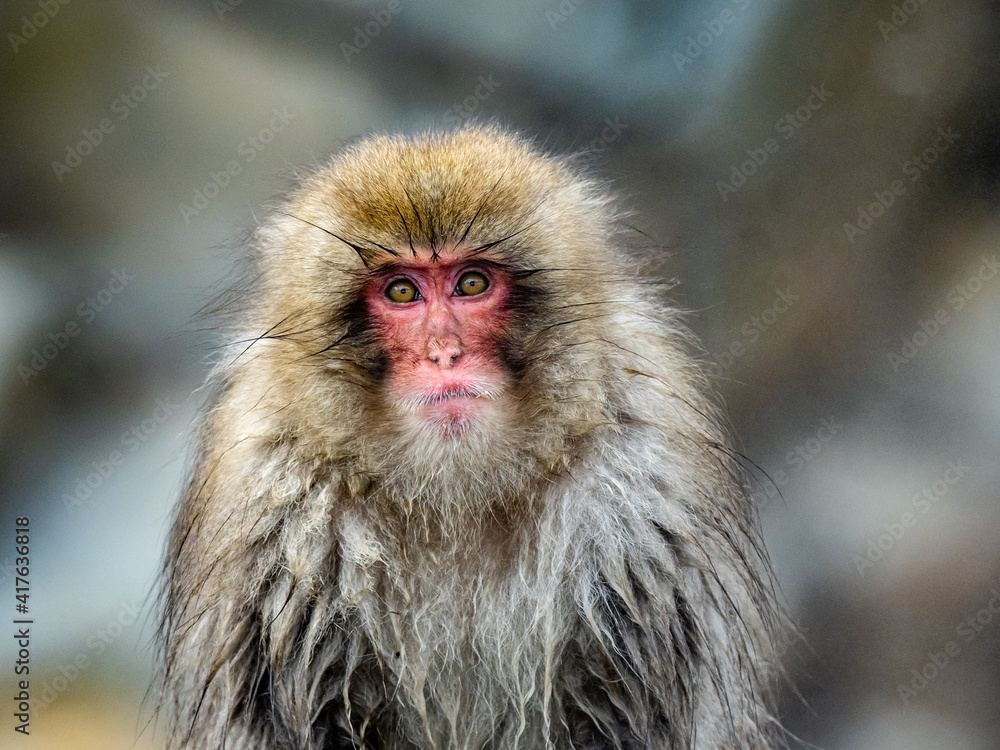 Fototapeta premium close up face of Japanese macaque snow monkey 4