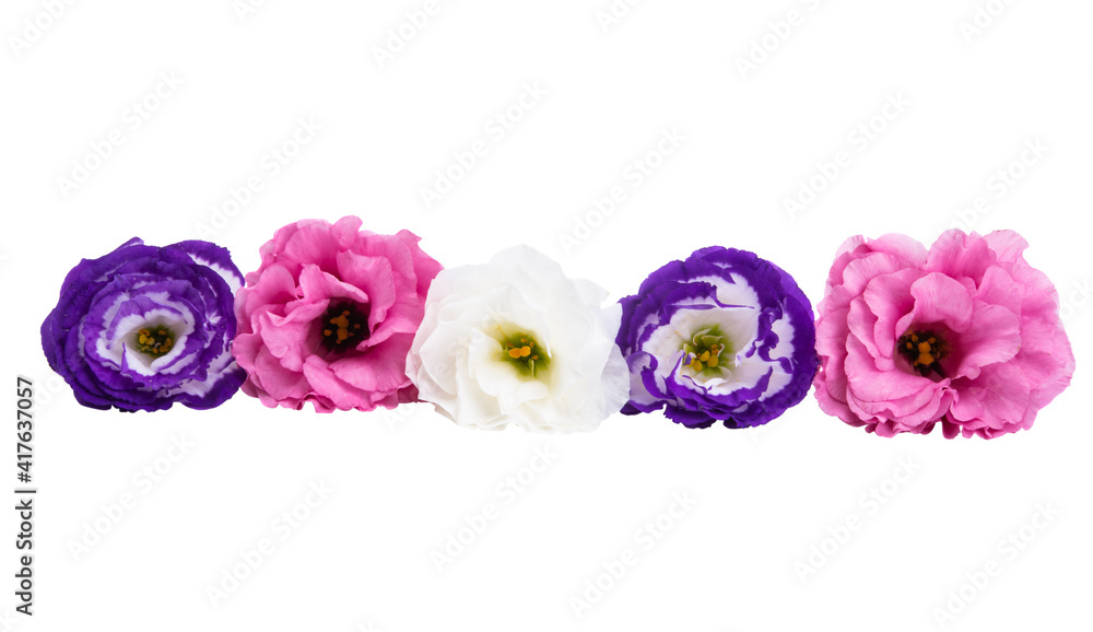 Obraz premium beautiful eustoma flower isolated