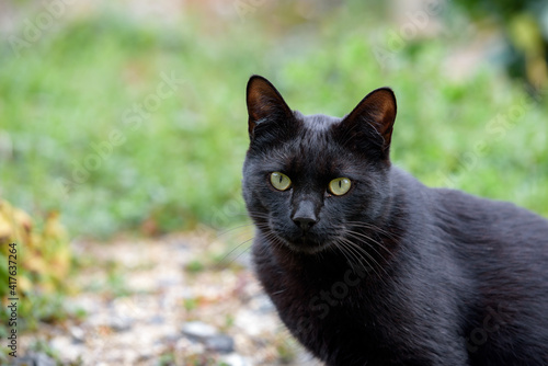 Stray cat (black cat)