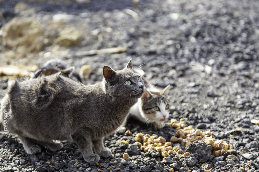 Pack of stray cats Pack of stray cats