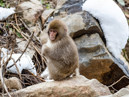 Young Japanese snow monkey sitting on rocks 1