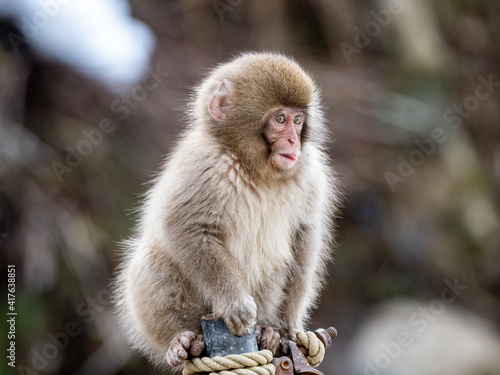 Photography Young Japanese macaque snow monkey on fence post 2