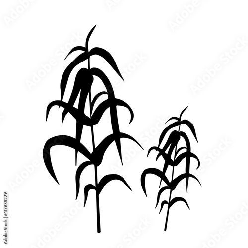 Silhouette of herb. Grass silhouetts. Summer plants. Isolated on white.