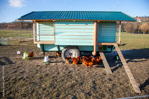 Beautiful blue green painted chicken coop. free range flock of Chickens and Roosters Outdoors in front of a wooden chicken house on meadow. 