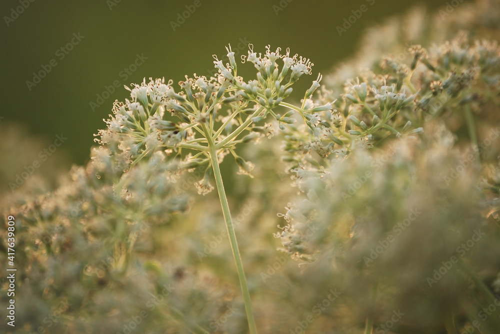 A soft and light pastel tone of small white shrub in early morning light image for welcome spring season background and wallpaper. A soft and light pastel tone of small white shrub in early morning light image for welcome spring season background and wallpaper.