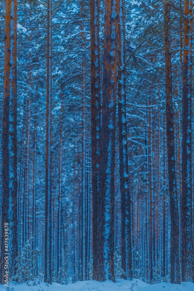 Fototapeta premium Path in the winter forest 