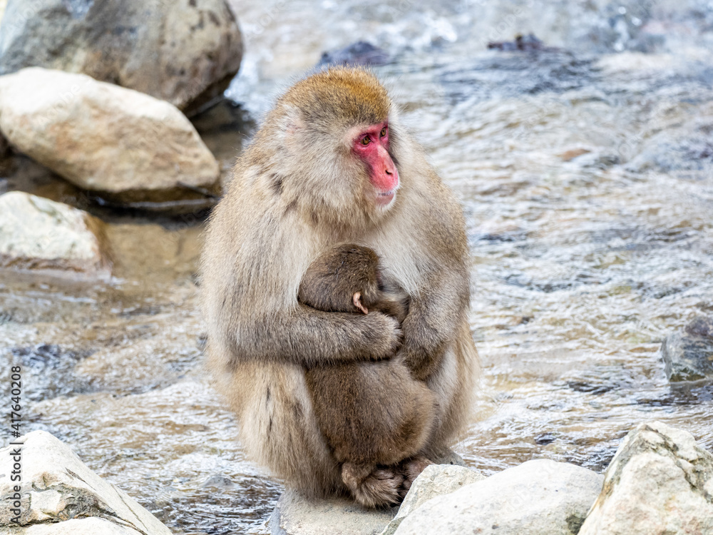 Mother Japanese snow monkey holding her baby 6 Mother Japanese snow monkey holding her baby 6