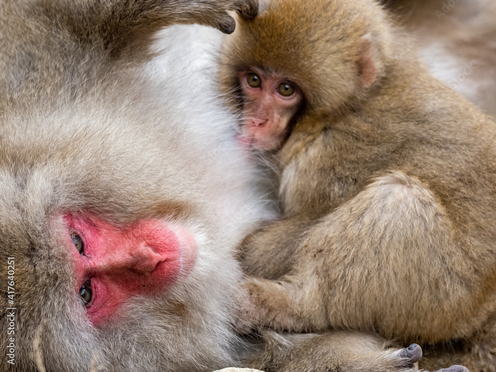 Mother Japanese snow monkey holding her baby 5 Mother Japanese snow monkey holding her baby 5