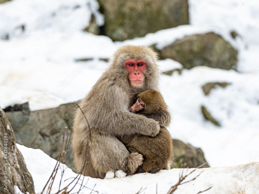 Mother Japanese snow monkey holding her baby 4 Mother Japanese snow monkey holding her baby 4