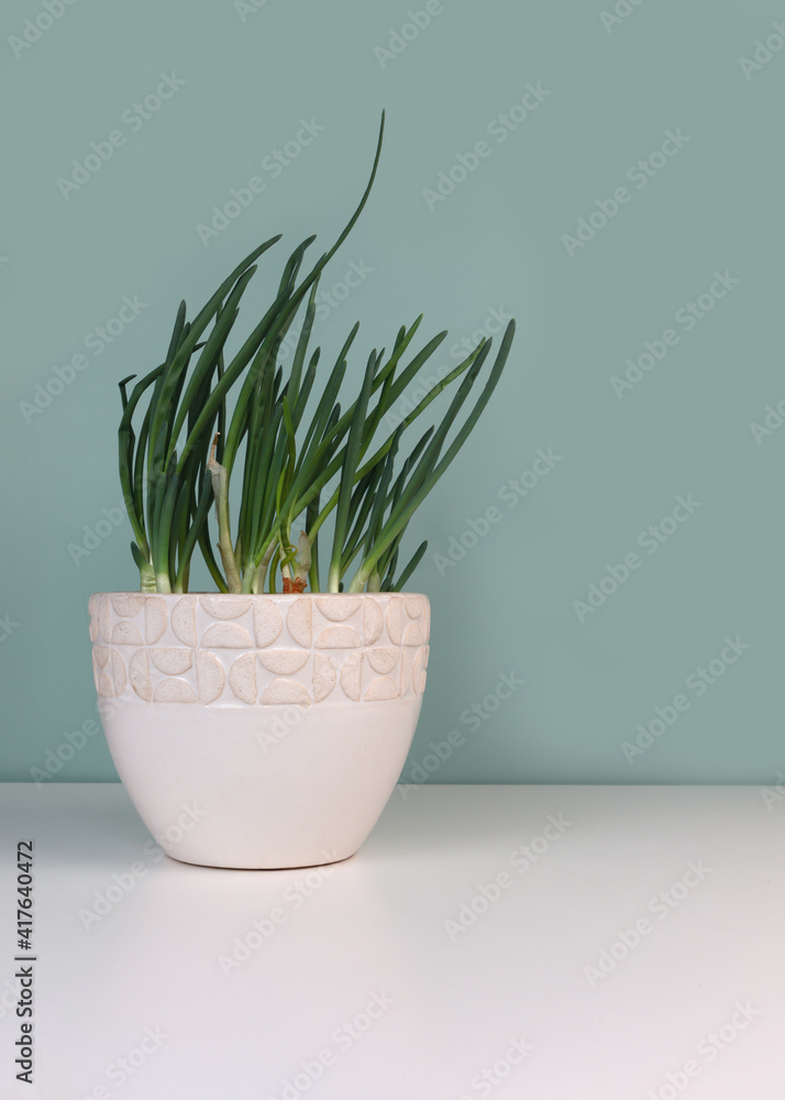 Fresh green chives in ceramic pot. Home garden on sill. Home-grown natural remedy for immunity-boosting.