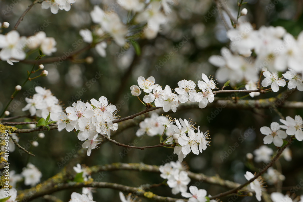 tree blossom