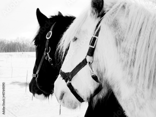 Horses in the snow