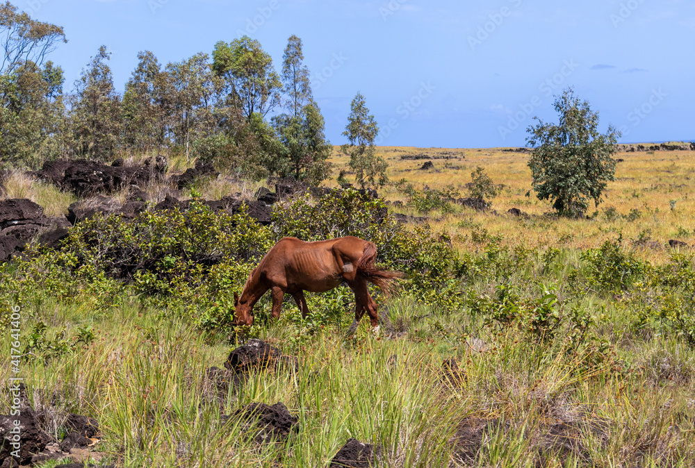 Cheval broutant dans une prairie de l’île de Pâques Cheval broutant dans une prairie de l’île de Pâques