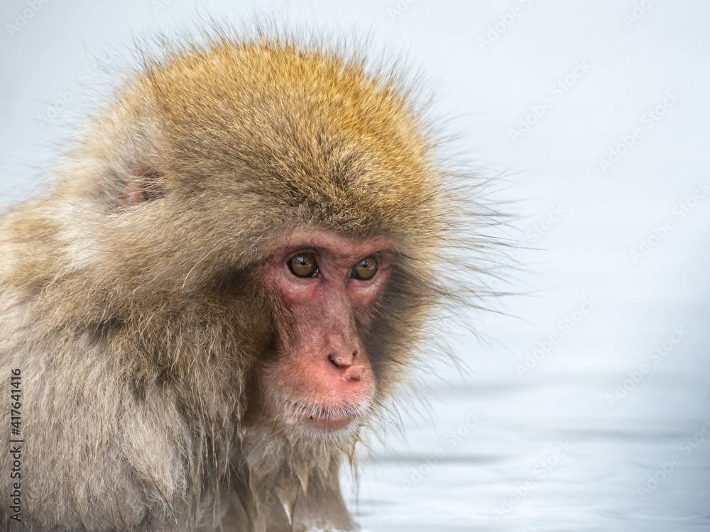 Naklejka premium Japanese snow monkey sitting in a hot spring 3