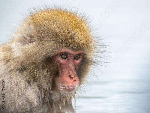 Japanese snow monkey sitting in a hot spring 3 © Hanstography