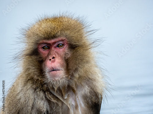 Japanese snow monkey sitting in a hot spring 4