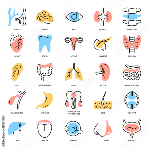 Human internal organs icon set in colored line style