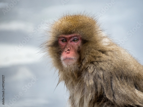 Japanese snow monkey sitting in a hot spring 7 © Hanstography