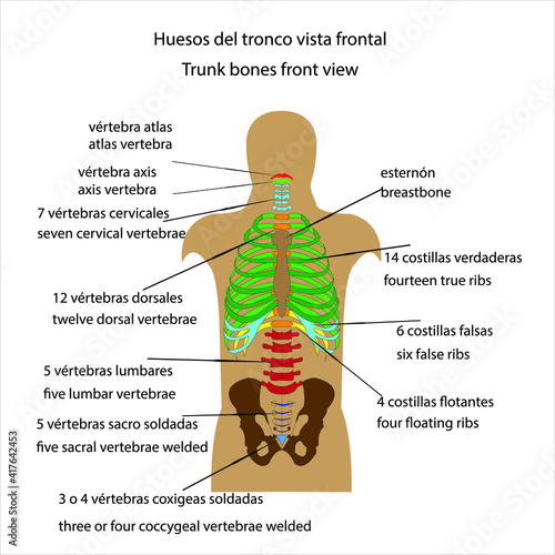 Esqueleto humano huesos del tronco vista frontal vector