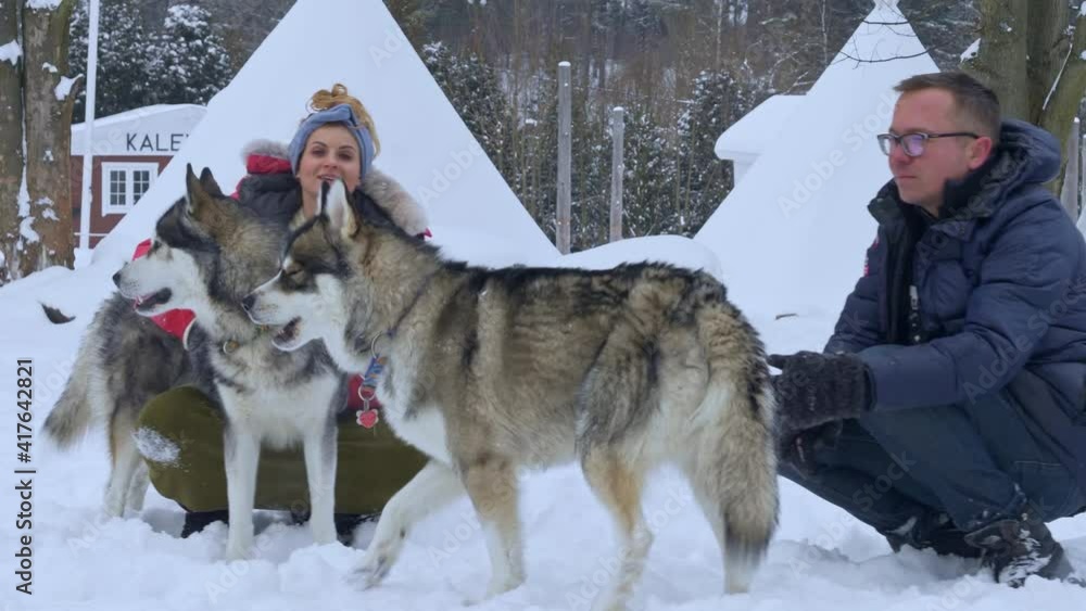Couple playing with two huskies in the snow. Couple playing with two huskies in the snow.