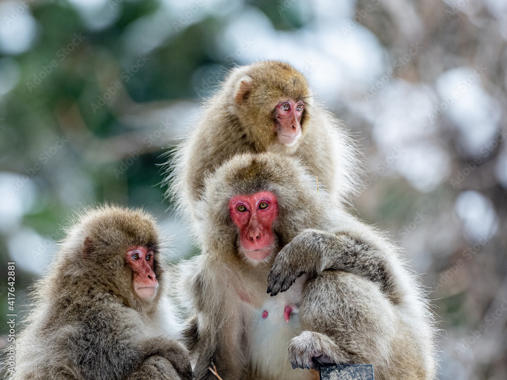 Fototapeta premium family of Japanese macaque snow monkeys together 1
