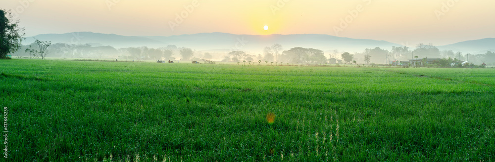 The beautiful panorama landscape of the tree in the rice fields, The sun's rays through at the top of the hill and the moving fog over the tree, Chiang Rai Northern Thailand. The beautiful panorama landscape of the tree in the rice fields, The sun's rays through at the top of the hill and the moving fog over the tree, Chiang Rai Northern Thailand.