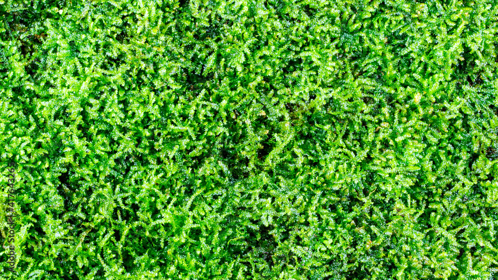 Green moss texture for background Green moss texture for background