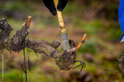 farmer treating the pruning cuts on the vine in vineyards of La Rioja