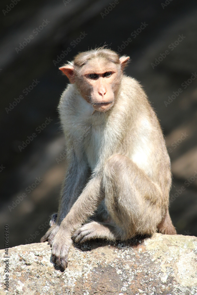 japanese macaque sitting on a stone