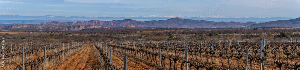 panoramic view of vineyards in winter in Spain, in the background mountains and snowy Pyrenees.