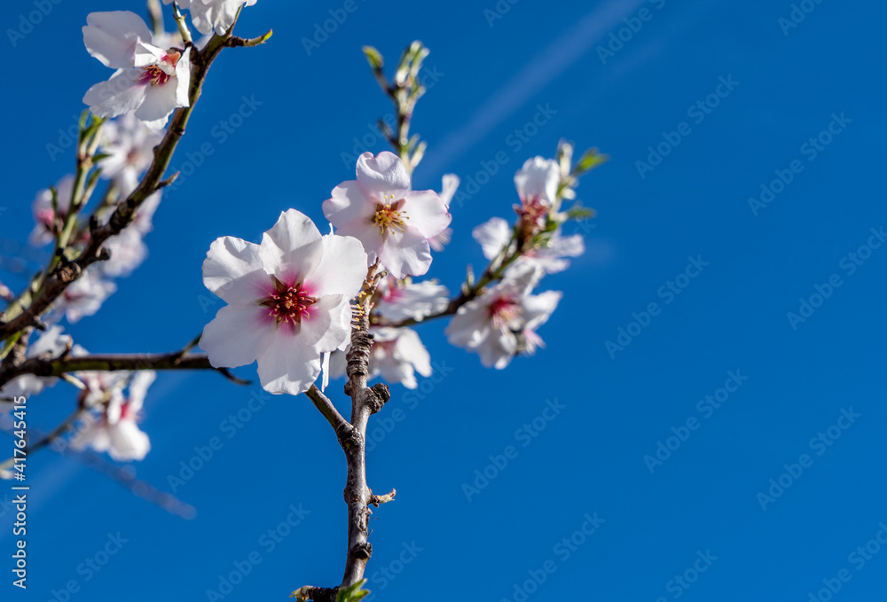 Almond tree in bloom. White flowers on blue sky background. Spring in Spain. Natural flowers background.