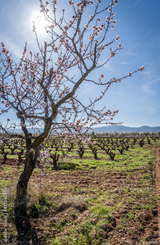 almond blossom and vineyards in winter among the mountains