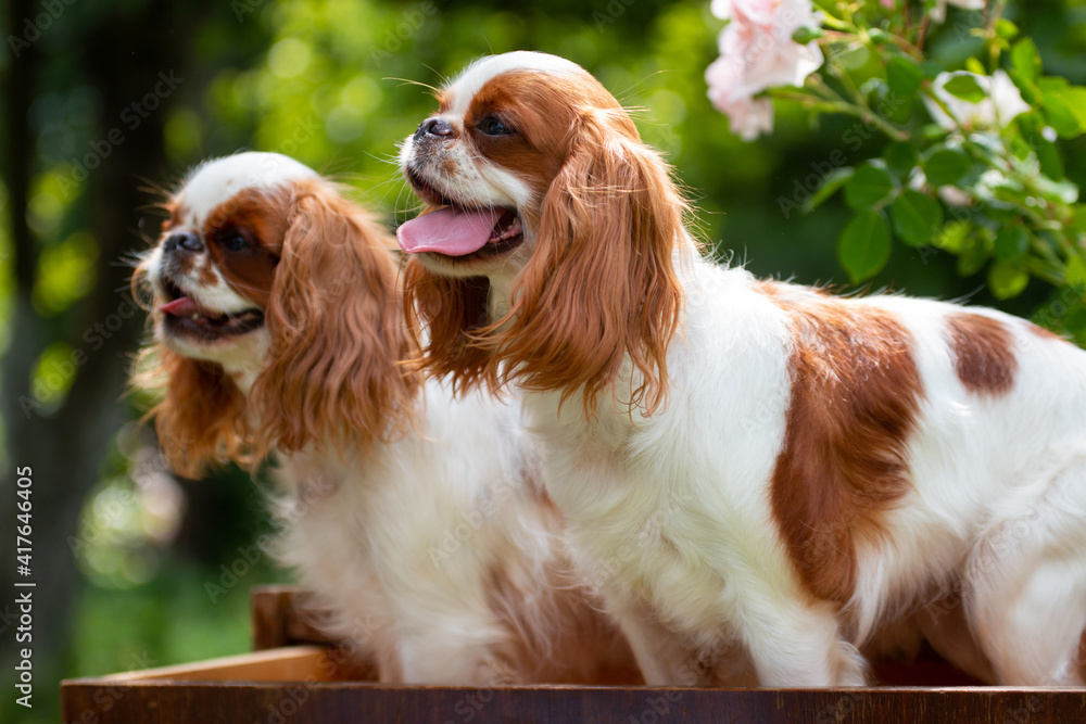 Two puppies stand in a drawer of the dresser Two puppies stand in a drawer of the dresser