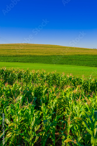 corn planting, agriculture and development

