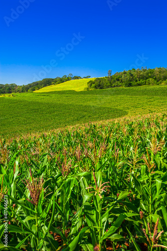 corn planting, agriculture and development

