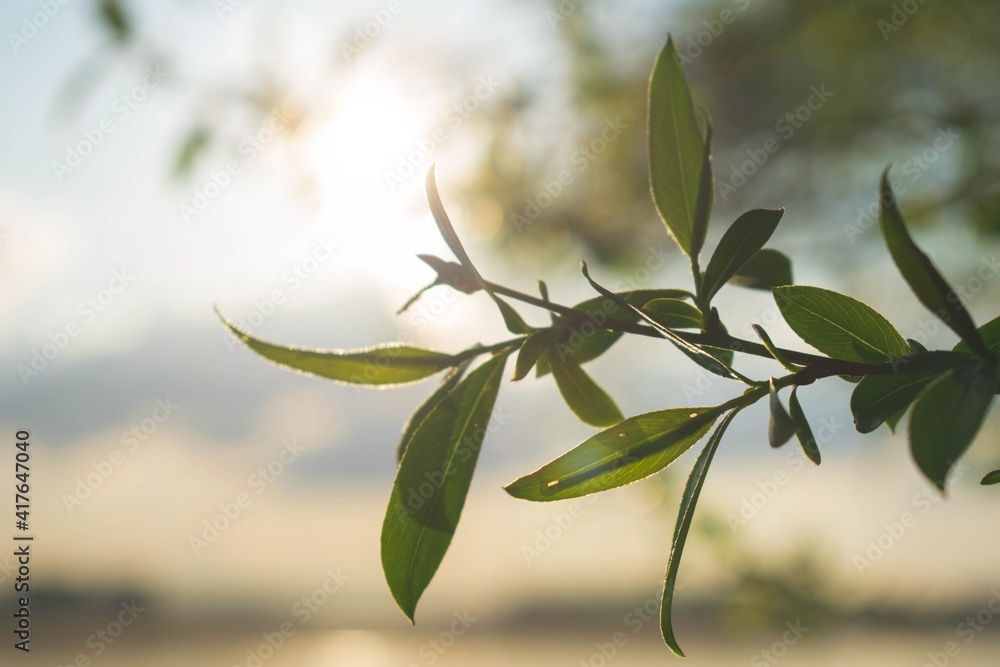 Fototapeta premium Leaves & Sun