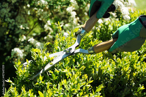Fotografiet Woman gardening in the garden pruning hedge with hedge trimmer on a sunny summer