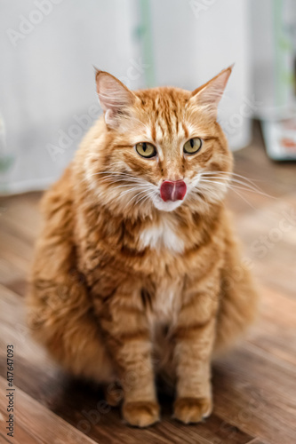 Charming fat fluffy fiery red charismatic cat looks out with his tongue out and licks his lips
