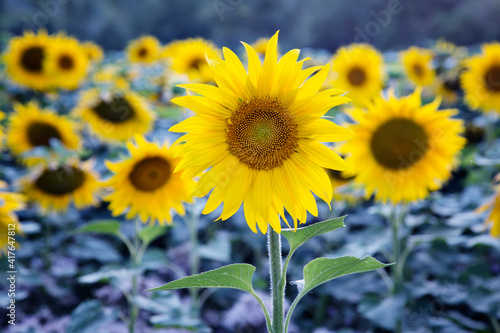 Sunflower field full of bright yellow flowers