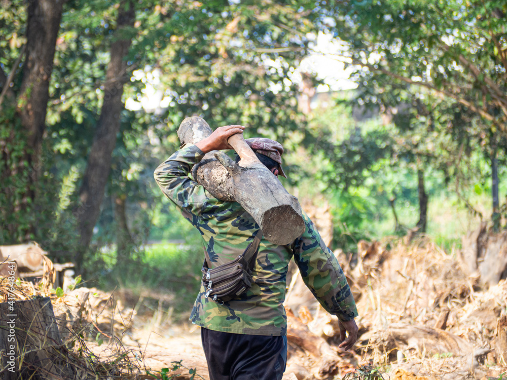 A sturdy man wearing a hat and a long-sleeved shirt was carrying a cut of timber on his shoulders as he walked in the woods.