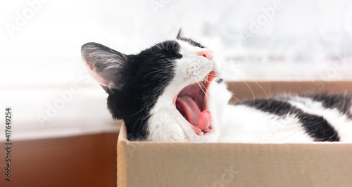 Black and white cat lies and yawns in a cardboard box. Place for text