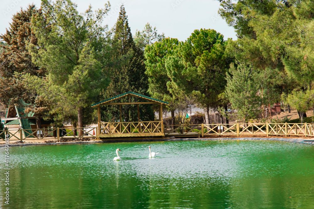 image of the lake and swans on a background of trees in the park image of the lake and swans on a background of trees in the park