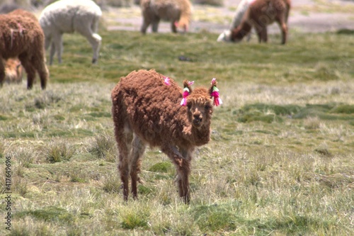 Guanaco del altiplano 