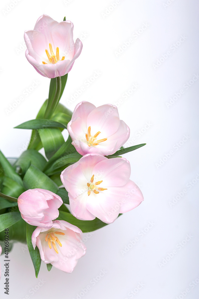 Bouquet of pink tulips isolated on white top view
